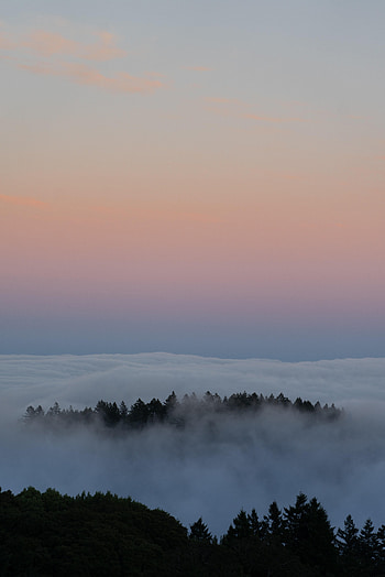 Nature, Trees, Clouds, Forest, Fog HD phone wallpaper