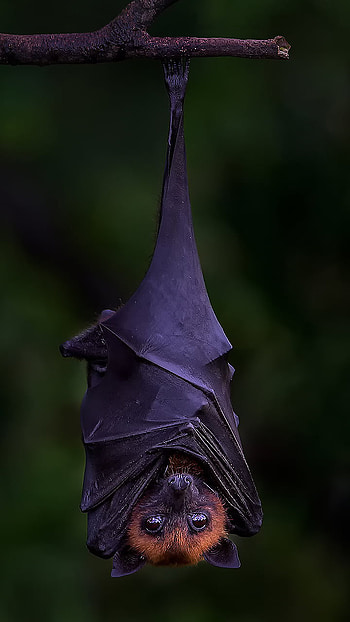 Upside down, Animal, bat HD phone wallpaper