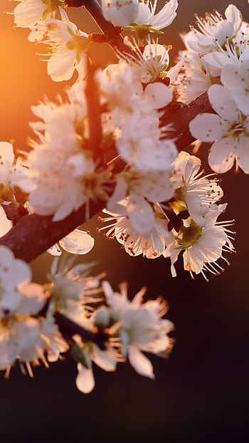 Cherry Tree, Xperia x xz z5 premium, , Backgrounds HD phone wallpaper