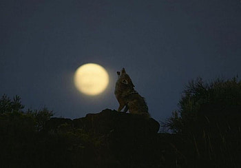 Call of the Wild, night, howling, watery moon, moon, sky, wolf, rock HD wallpaper