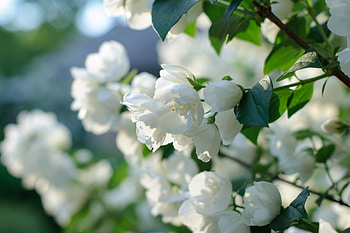 Blossom, white flowers, spring HD wallpaper