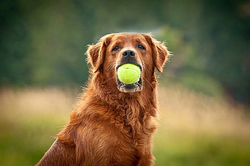 Dog, sweet, dogs, puppies, cute, beautiful, playful, playful dog, puppy, dog face, pretty, animals, face, lovely HD wallpaper