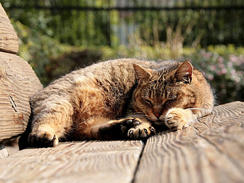 Animals, Cat, To Lie Down, Lie, Thick, Fat HD wallpaper