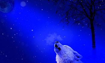 Animals, Predator, Wolf, Loneliness, Howl HD wallpaper