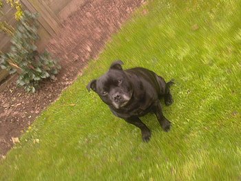 cassy the staffy, dog, paradise, very nice, black HD wallpaper