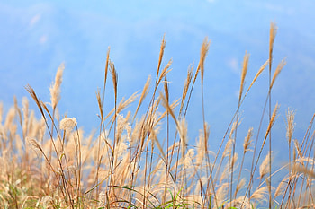 Reed plant, Reed, Plant, Sky, Clouds HD wallpaper