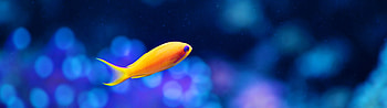 Sea goldie, Sea Animals HD wallpaper