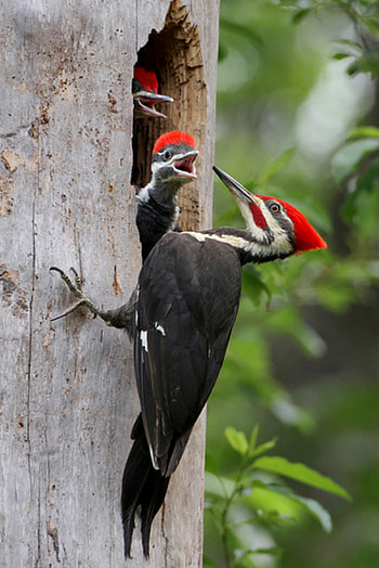 Mother and chicks, Woodpecker HD phone wallpaper