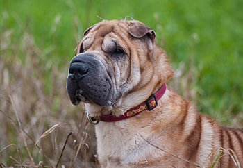 Animals, Dog, Muzzle, Collar, Shar Pei HD wallpaper
