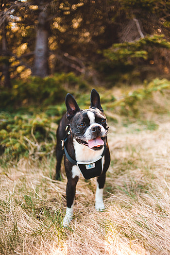 Animals, Dog, Pet, Protruding Tongue, Tongue Stuck Out, Boston Terrier HD phone wallpaper
