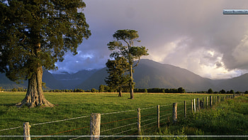 Storm Lit Kahikatea Trees and Fence, South Island, New Zealand, trees, new zealand, storm, fence HD wallpaper