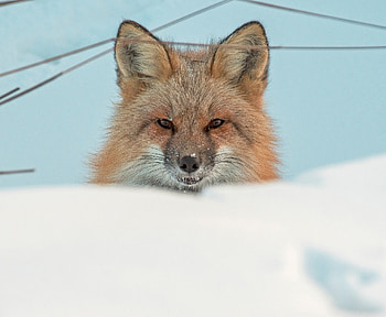 Red fox, predator, muzzle HD wallpaper
