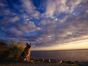 Animals, Landscape, Dogs HD wallpaper