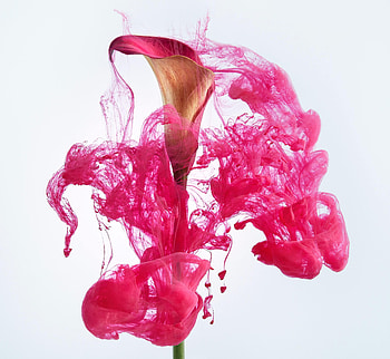 Flowers, Pink, Flower, Lily, Ink HD wallpaper
