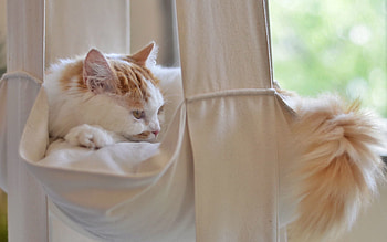 Animals, Cat, Fluffy, Lies, Tail HD wallpaper