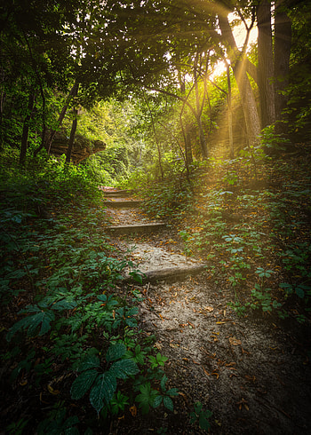Nature, Trees, Forest, Path, Steps, Sunlight HD phone wallpaper