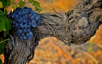 Grapes, branch, fruits, food HD wallpaper