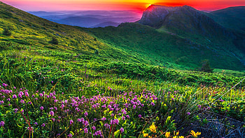 Goat Wall, North Cascades, Washington, wildflowers, blossoms, colors, landscape, sky, mountains, sunset, usa, clouds HD wallpaper