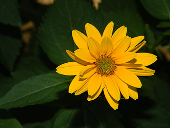 Plants, Flowers HD wallpaper