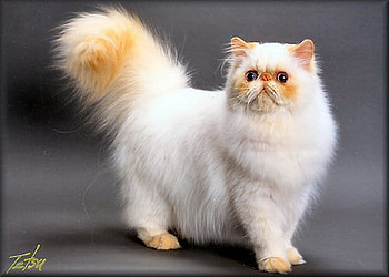 Himalayan, blue eyes, cat, white and gold, long hair HD wallpaper