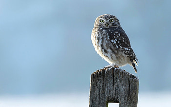Athene noctua, Owls HD wallpaper
