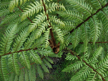 Fern, conifer, green, tree HD wallpaper