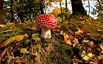 Nature, Grass, Autumn, Mushroom, Fly Agaric HD wallpaper