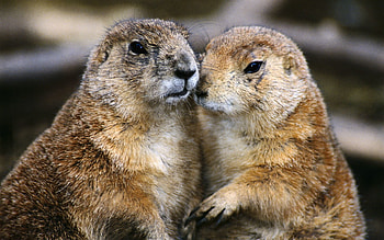 Animals, Couple, Pair, Gophers HD wallpaper