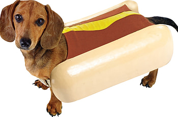 hotdog costume, dog, dashund, hotdog, costume HD wallpaper