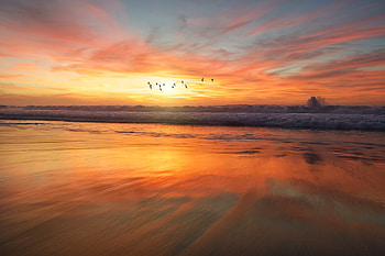 Birds Flying Over Beach , birds, beach, flying HD wallpaper