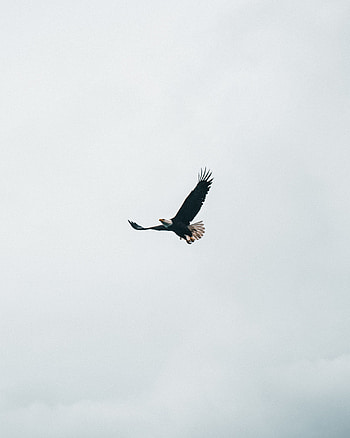 Animals, Sky, Minimalism, Flight, Eagle, Bald Eagle, White-Headed Eagle HD phone wallpaper