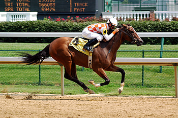 Churchill Downs, Equitation HD wallpaper
