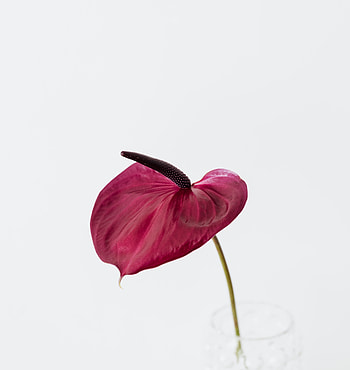 Flamingo flower, dark-pink, portrait HD phone wallpaper
