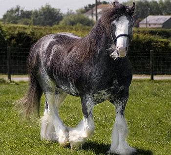 Stallion, horse, mare, animals, cavalo, gorgeous, foal, powerful HD wallpaper
