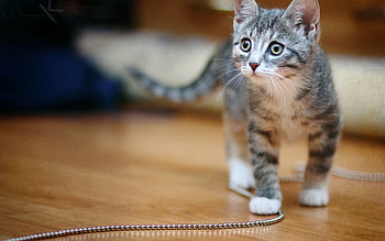 Animals, Kitty, Kitten, Spotted, Spotty, Chain HD wallpaper