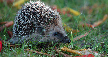 Animals, Grass, Prickles, Thorns, Hedgehog HD wallpaper