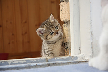 Animals, Kitty, Kitten, Muzzle, Glass, Sight, Opinion, Window, Curiosity, Frame HD wallpaper