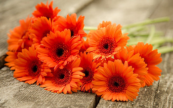 Bouquet, Gerbera Daisies HD wallpaper