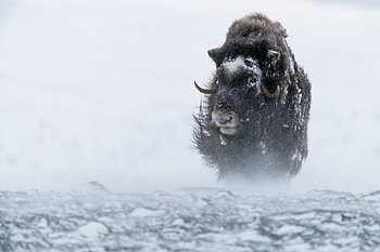 Musk ox, Natural habitat, Digital graphy, Review HD wallpaper