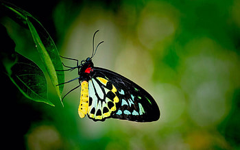 Leaves, Patterns, Plant, Macro, Butterfly HD wallpaper