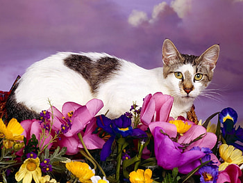 Animals, Flowers, Sit, Cat, Spotted, Spotty HD wallpaper