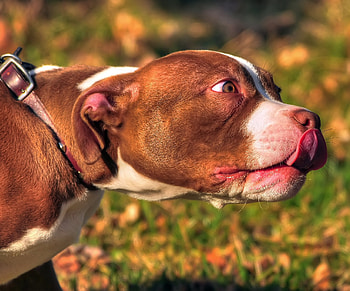 Animals, Dog, Muzzle, Beast, Language, Tongue, American Bully HD wallpaper