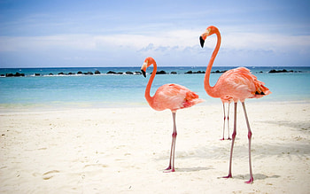 * Flamings *, summer, flamings, nature, ocean HD wallpaper