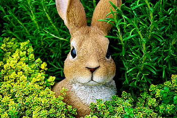 Adorable brown rabbit nestled among vibrant green plants, showcasing nature's beauty. HD wallpaper