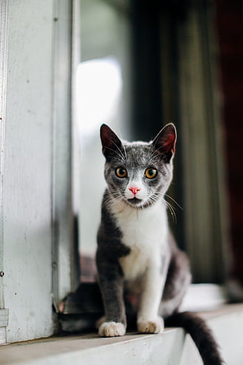 A cute grey and white cat with striking eyes sitting indoors, perfect for pet lovers. HD phone wallpaper