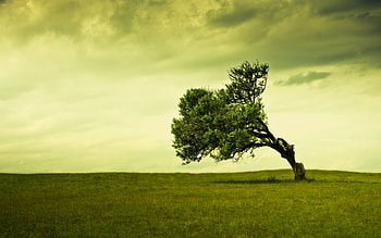 Landscape, Trees HD wallpaper