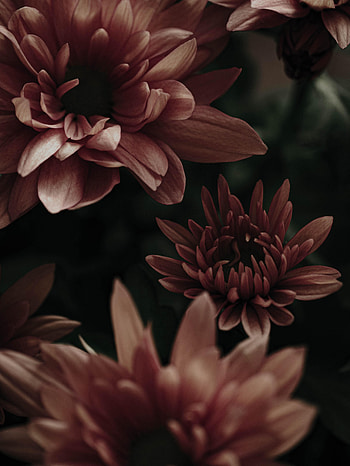 Flowers, Pink, Plant, Macro, Bloom, Flowering HD phone wallpaper