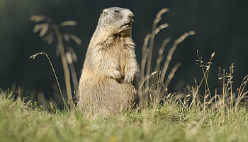 Wild Groundhog, Groundhog Day HD wallpaper