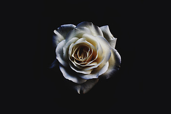 White Rose, white-rose, rose, white, nature HD wallpaper