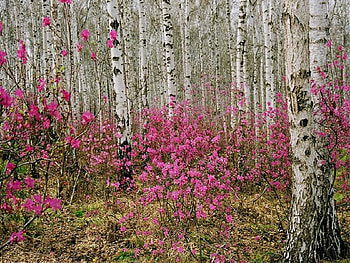 In the thick of It, bark, pink, white, pretty, bushes, trees, flowers HD wallpaper